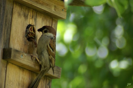 Hungrige Schnäbel stopfen