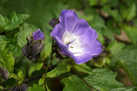unbekannte Schönheit